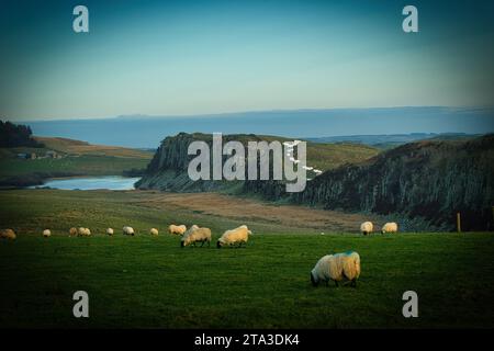 Foto delle pecore nel campo Foto Stock