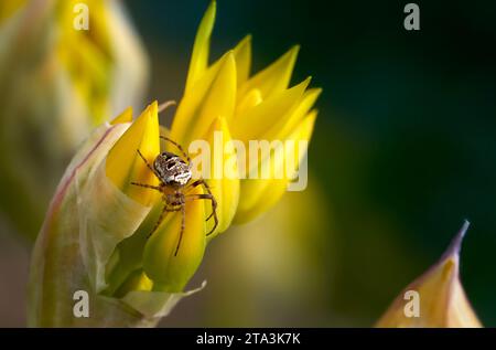 Spider Zilla diodia su fiori d'aglio dorato (Allium moly) Foto Stock