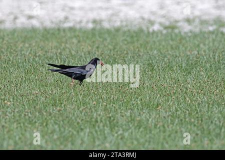 Granturco a becco rosso (Pyrrhocorax pyrrrhocorax) che si alimenta nell'erba. Foto Stock