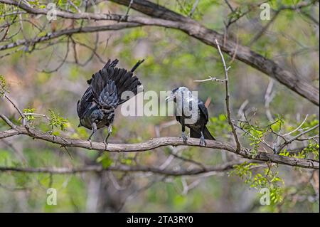 Jackdaw occidentale (Coloeus monedula) in piedi sulla diramazione. Foto Stock