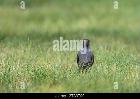 Jackdaw occidentale (Coloeus monedula) in piedi nell'erba. Foto Stock