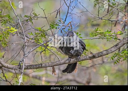 Jackdaw occidentale (Coloeus monedula) in piedi sulla diramazione. Foto Stock