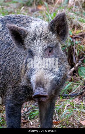 Il Cinghiale nella Foresta di Dean Foto Stock