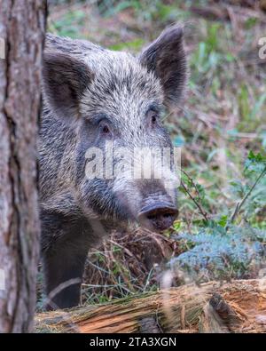 Il Cinghiale nella Foresta di Dean Foto Stock