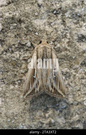 Primo piano verticale naturale su un dettaglio dettagliato di una falena di gufo wainscot dell'album Mythimna del Mediterraneo, seduta sulla pietra Foto Stock