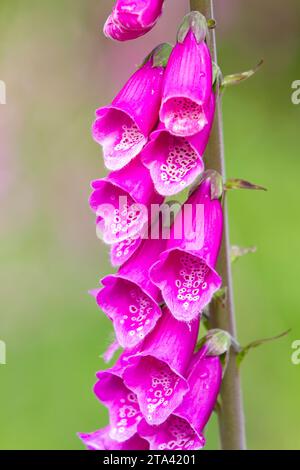 Primo piano dei fiori tubolari color rosa magenta del foxglove (digitalis purpurea) che fioriscono in primavera su un morbido sfondo verde. Foto Stock