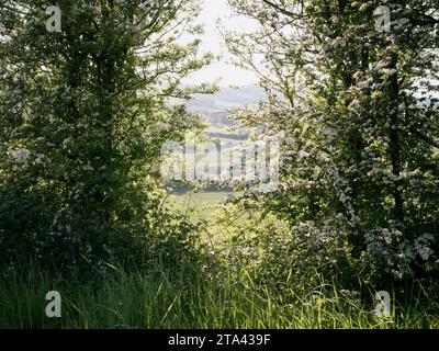 Alberi di Biancospino fioriti nel Dorset, in Inghilterra Foto Stock