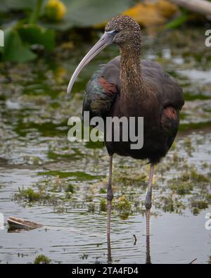 Un ibis lucido fa una pausa in una zona umida della Florida. Foto Stock