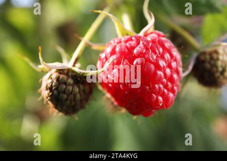 Rami di lamponi con bacche di maturazione all'aperto, primo piano Foto Stock