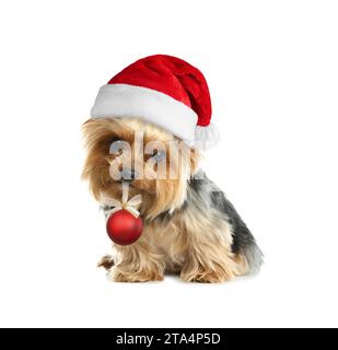 Adorabile cucciolo nel cappello di Babbo Natale con palla di Natale rossa isolata su bianco Foto Stock