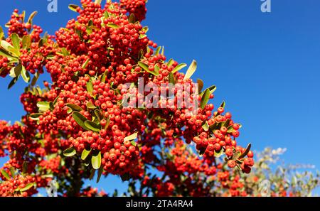 Pyracantha Orange Red Berries e Needle Like Thorns, Firethorn. Famiglia Rosaceae. Arbusto Evergreen in architettura paesaggistica, Blue Sky sullo sfondo. Impianto Foto Stock