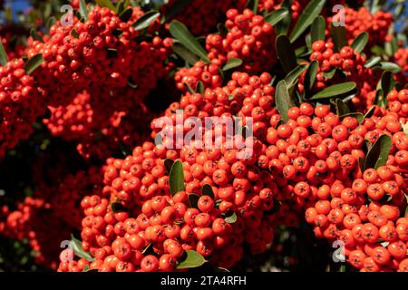 Primo piano Heap of Pyracantha Orange Red Berries, Firethorn. Evergreen Shrub in Landscaping, Rosaceae Family. Pianta fertile, giardinaggio o paesaggio Foto Stock