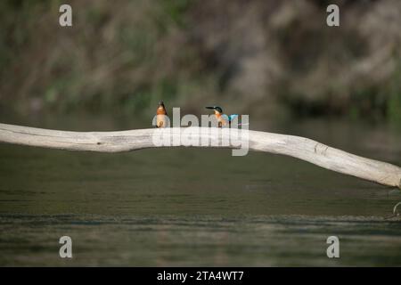 Due comuni pescatrici arroccati su un pezzo di driftwood sopra un fiume. Foto Stock