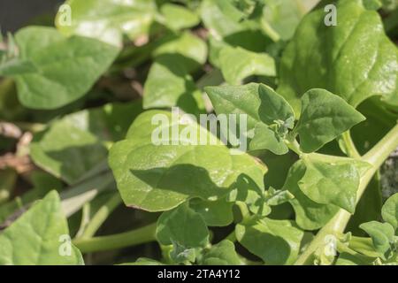 Tetragonia lascia la pianta neozelandese di spinaci da vicino con la luce del sole all'aperto Foto Stock