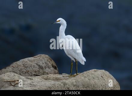 Great Egret (Ardea alba) a Malibu Lagoon California USA Foto Stock