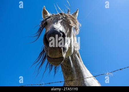 Ritratto di un cavallo, pelo di cavallo disordinato, vista dal basso, zona rurale di Nova Friburgo, Stato di Rio de Janeiro, Brasile. Foto Stock