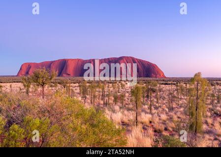 L'erba spinifex e gli alberi di quercia del deserto (Allocasuarina decaisneana) creano un tappeto di colore intorno a Uluru (Ayers Rock) nel territorio del Nord, in Australia Foto Stock