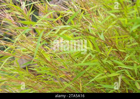 Foto di piante selvatiche intorno alla casa, erbacce Foto Stock