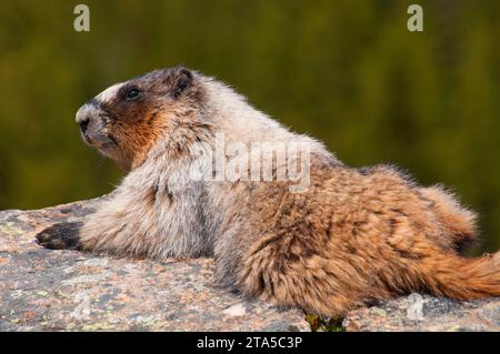 La marmotta, il Parco Nazionale di Banff, Alberta, Canada Foto Stock