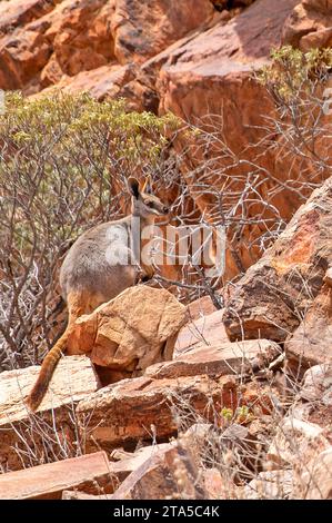 Wallaby di roccia dai piedi gialli, Arkaroola Wilderness Sanctuary Foto Stock