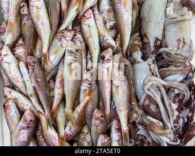 Vista dall'alto del triglia rosso crudo sul ghiaccio in mostra al mercato del pesce Foto Stock