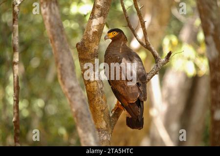 Falco dal collo rosso, Buteo vittatus, singolo uccello sul ramo, Sri lanka Foto Stock