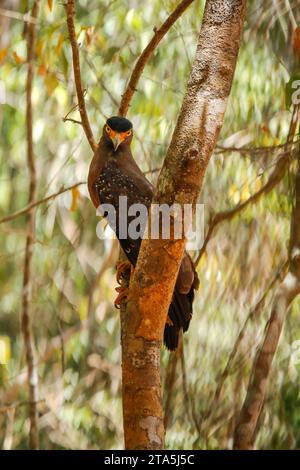 Falco dal collo rosso, Buteo vittatus, singolo uccello sul ramo, Sri lanka Foto Stock