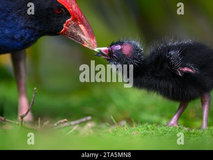 Pukeko, madre di uccelli, che dà da mangiare a un pulcino con sfondo verde naturale. WESTERN Springs Park, Auckland. Foto Stock