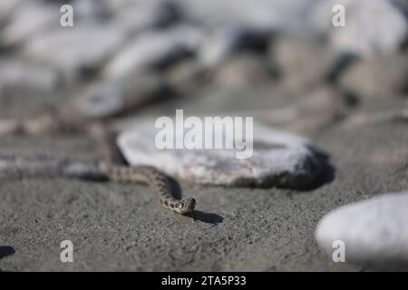 i giovani dadi serpenti su una riva del fiume nelle alpi francesi Foto Stock
