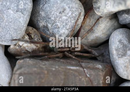 un ragno di lupo che caccia tra le rocce vicino a una riva del fiume Foto Stock