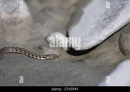 i giovani dadi serpenti su una riva del fiume nelle alpi francesi Foto Stock