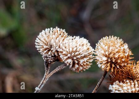 Teste di cardo secche con semi, ricoperte di ghiaccio simile alla glassa di zucchero. Foto Stock