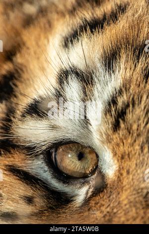 Occhio di cucciolo di tigre Amur Foto Stock