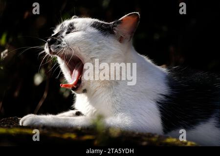 Un adorabile gatto bianco e nero posa con la bocca e la lingua aperte in modo giocoso Foto Stock