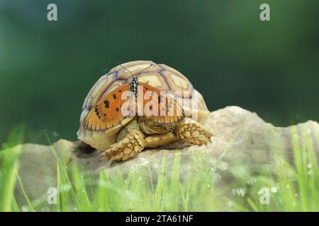 La farfalla atterra sul volto della tartaruga INDONESIA attraverso questi si può sentire la VERA AMICIZIA tra una tartaruga africana speronato e una farfalla zolfo Foto Stock