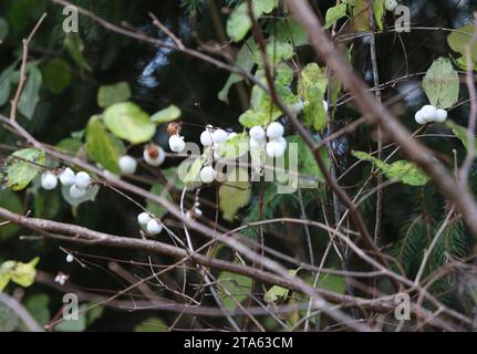 Weimar 19.11.2023, Weimar, Knallerbsen an einem Strauch der Gemeinen Schneebeere Symphoricarpos albus **** Weimar 19 11 2023, Weimar, piselli firecracker su un cespuglio del comune Symphoricarpos albus Foto Stock