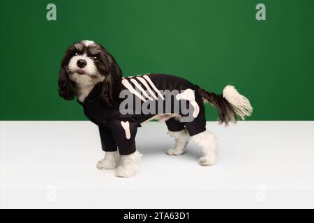 Simpatico cane purosangue, cucciolo di razza Shi-Tzu vestito con scheletro costume festivo isolato sfondo bianco-verde. Foto Stock