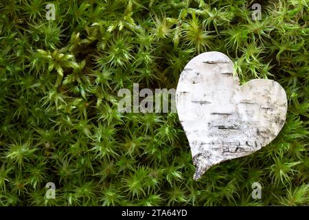 Cuore tagliato dalla corteccia di betulla sullo sfondo di muschio verde Foto Stock