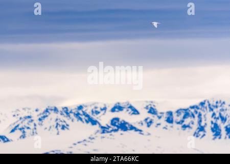 Gabbiano d'avorio adulto (Pagophila eburnea) sulle Svalbard, Norvegia artica. Foto Stock