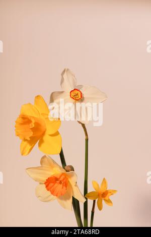 Immagine studio di quattro narcisi su sfondo bianco Foto Stock