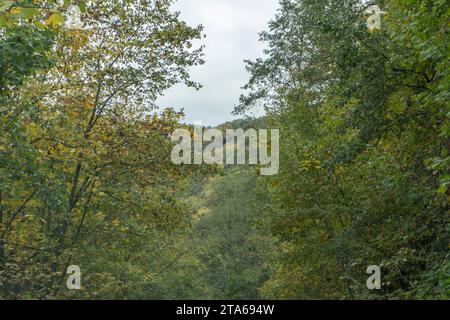 Alti alberi di foresta che si affacciano sul cielo nuvoloso Foto Stock