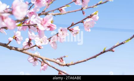 Rami pieni di fiori in primavera Foto Stock