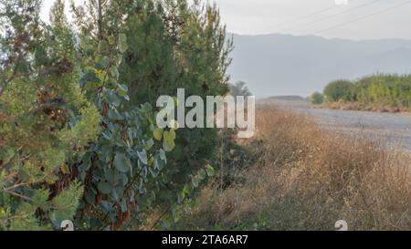 Alberi di pino e viola, strade e montagne Foto Stock