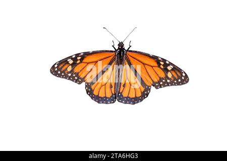 Una farfalla monarca Showy o semplicemente monarca (Danaus plexippus) isolata su sfondo bianco Foto Stock