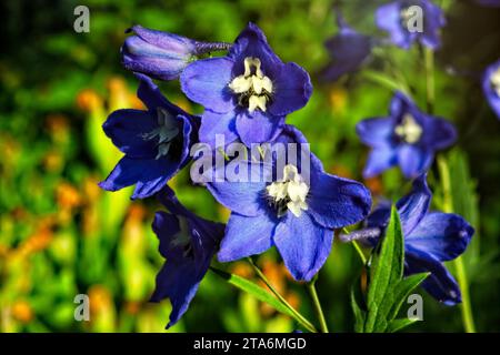 Blue Delphinium, Larkspur, fiori da vicino in luce dorata. Foto Stock