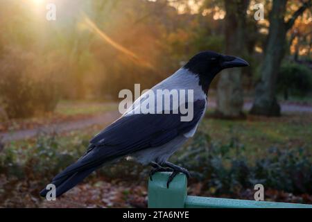 Young Hooded Crow, Corvus Cornix, arroccato sul retro di una panchina nel parco alla luce del sole della mattina presto. Foto Stock