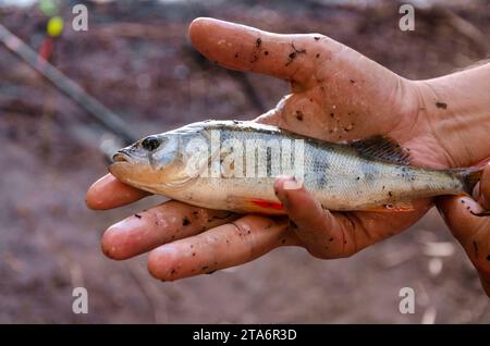 Giovane persico nelle mani di un pescatore. Pesca. Cattura Foto Stock