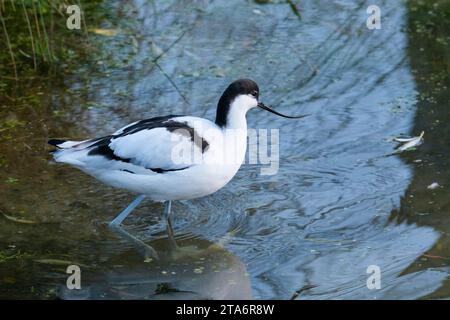 Avocet, Recurvirostra avosetta Feeding in Shallow Water, Slimbridge, Gloucestershire, Regno Unito Foto Stock