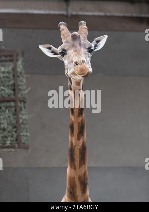 Giraffa da masticare all'interno di un capannone dello zoo di Edimburgo, Edimburgo, Scozia Foto Stock