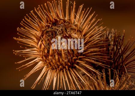 Foto macro STILL-Life con stampa/poster di legno burdock, Arctium Nemorosum, testa di semina con spazio negativo Foto Stock